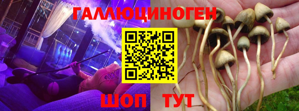 Галлюциногенные грибы Psilocybe Химки
